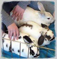 rabbit bonding