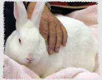 white bunny in a lap